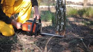 Best Stump Grinding and Removal  in Country Clu, FL